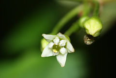 Alder Buckthorn flower