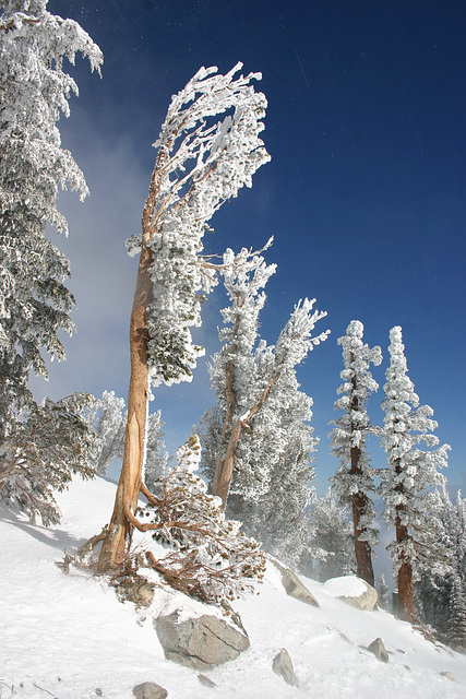 Rime on trees, Mt. Rose Ski Area, Nevada, USA