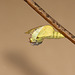 Brimstone (Gonepteryx rhamni) pupa hatching