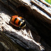 Three-banded Ladybug