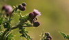Creeping thistle (Cirsium arvense)