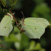 Brimstone (Gonepteryx rhamni) butterflies