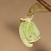 Brimstone (Gonepteryx rhamni) butterfly, female, freshly hatched