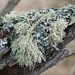 Lichens and more lichens