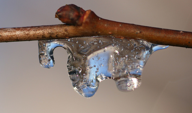 Ice on a Hawthorn twig