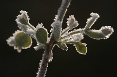 Ice on Eucalyptus