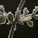 Ice on Eucalyptus