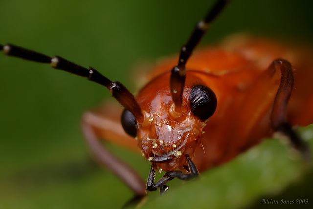 Soldier Beetle, Rhagonycha fulva
