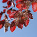 Beech leaves and flowers