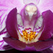 Orchid houseplant