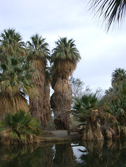 Coachella Valley Preserve, Palm Springs (3812ax)