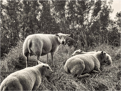 Schapen | Sheep