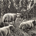 Schapen | Sheep