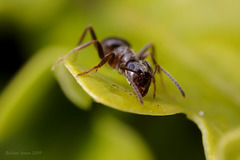Black Garden Ant, Lasius niger
