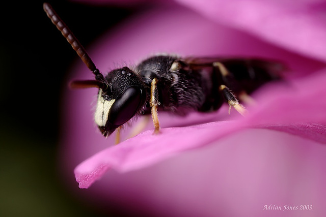 bee, Hylaeus species