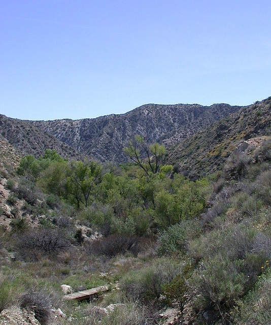 Big Morongo Canyon (0464a)