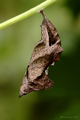 Comma Butterfly Pupa