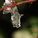 Ice on hawthorn twig