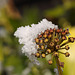 Snow and ice on ivy seedhead