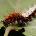 Comma Caterpillar