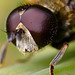 hoverfly portrait