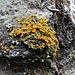 Poplar Sunburst Lichen (Xanthomendoza hasseana)