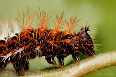 Comma Caterpillar