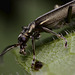 Beetle Possibly Oedemera lurida