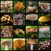 A selection of Alberta Fungi