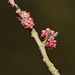 Elm flower buds