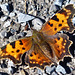 Comma butterfly