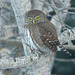 Uncommon Northern Pygmy-owl