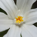 Chionodoxa luciliae alba - Glory of the Snow