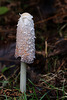Lawers Wig  or Shaggy Ink Cap (Coprinus comatus)