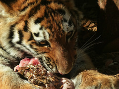 Thanksgiving dinner for a hungry Tiger cub