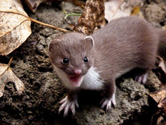 Least Weasel juvenile / Mustela nivalis