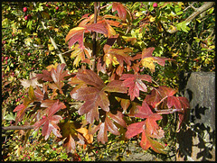 shades of autumn hawthorn