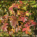 shades of autumn hawthorn