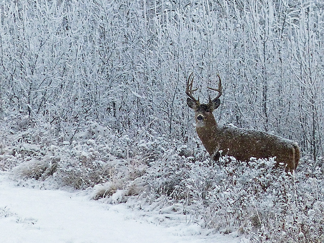 White-tailed buck in a winter wonderland