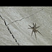 Spider of the canyon floor