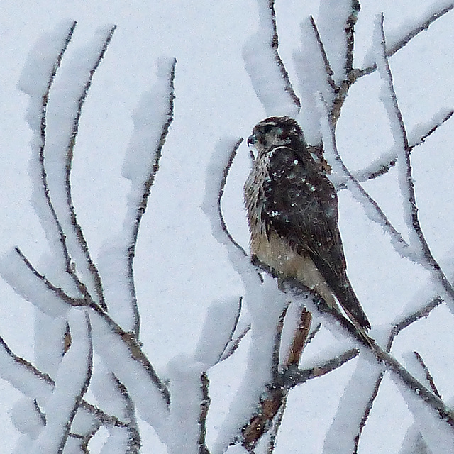 Prairie Falcon in a snowy setting