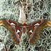 Atlas Moth, Attacus atlas