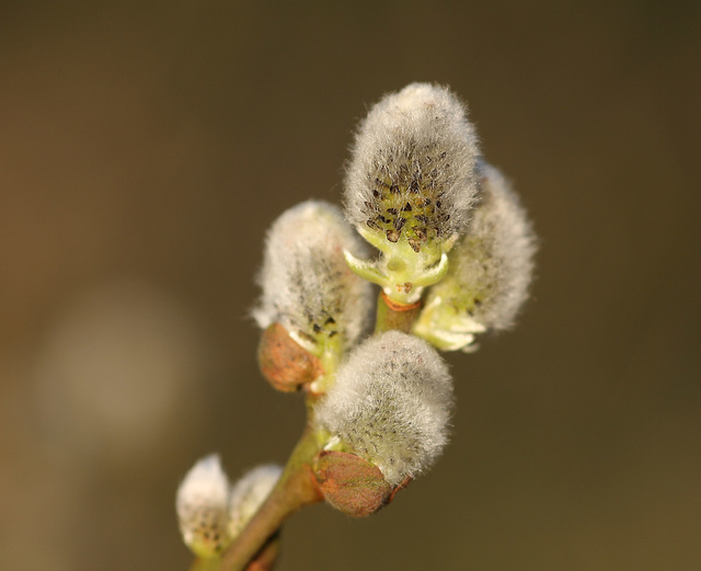 Pussy Willow catkins