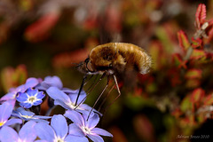 Bee-fly (Bombylius major)