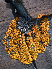 Lichens at Marston Creek