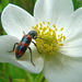 Red-blue Checkered Beetle on Anemone