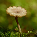 Forgotten fungus