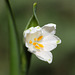 Spring Snowflake (Leucojum vernum)