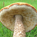 Mushroom of the day