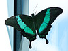 Emerald Swallowtail / Papilio palinurus